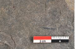 Foto (Detailansicht) von Dictyophyllum acutilobum Schenk. (NHMW-GEO-2024-0188-10507)